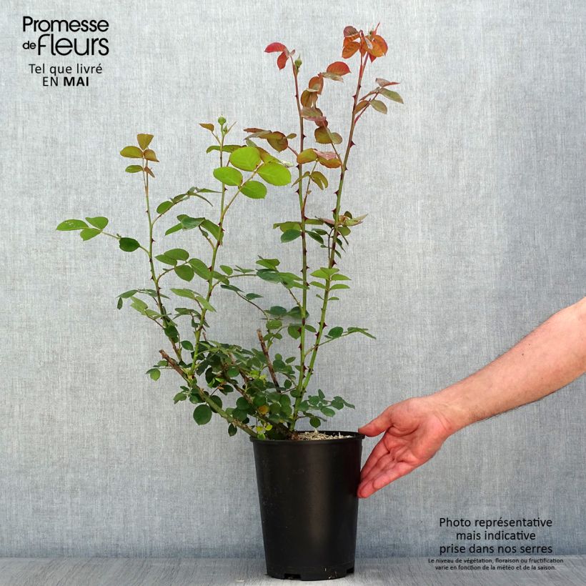 Example of Rosa polyantha Park Abbey Rose Vaso da 4L/5L as you get in printemps