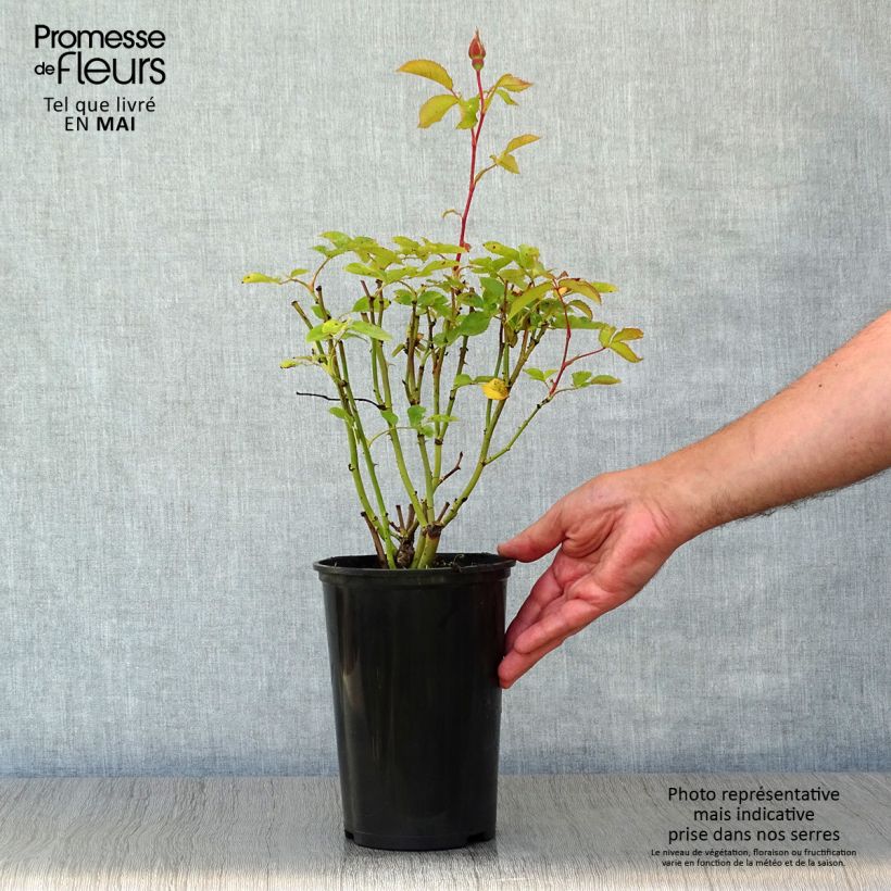 Example of Rosa polyantha Pernille Poulsen Vaso da 2L/3L as you get in printemps
