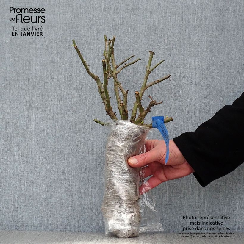 Rosa polyantha Pick'n Go Mattmag Zolla a radice nuda esemplare consegnato in inverno