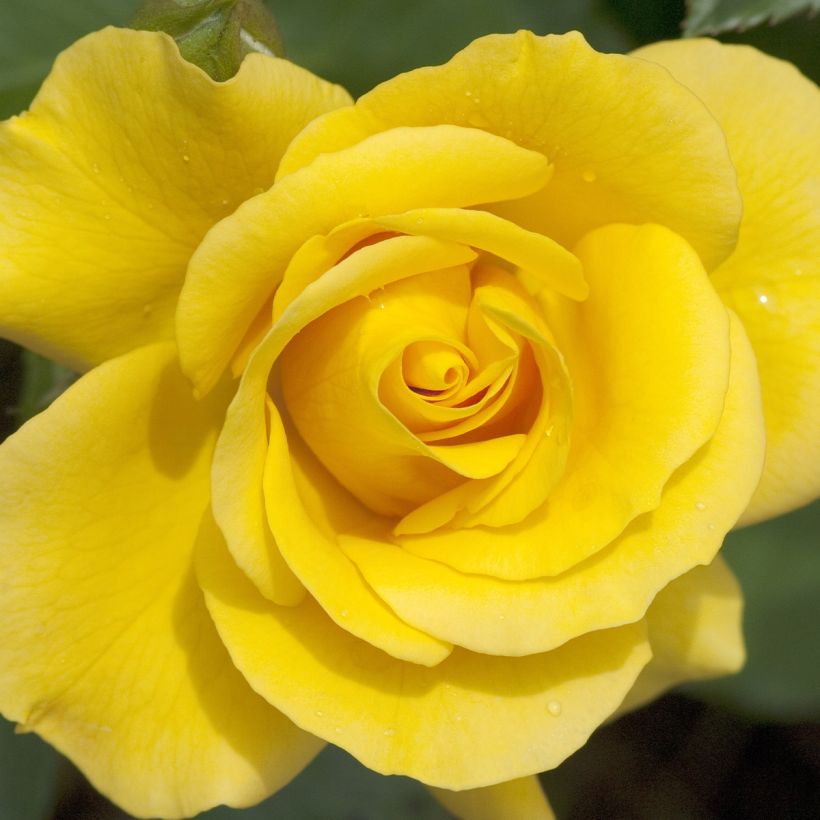 Rosa polyantha Picnic (Fioritura)