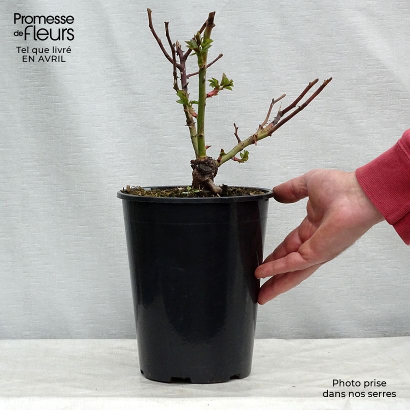 Example of Rosa polyantha Pomponella Vaso da 4L/5L as you get in printemps