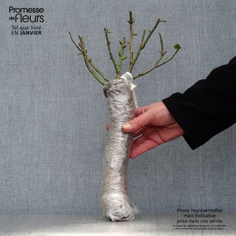 Rosa polyantha Quinte Flush Zolla a radice nuda esemplare consegnato in inverno
