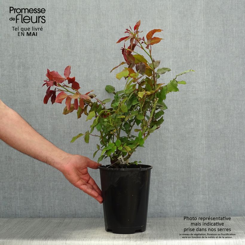 Rosa polyantha Quinte Flush Vaso da 4L/5L esemplare consegnato in primavera