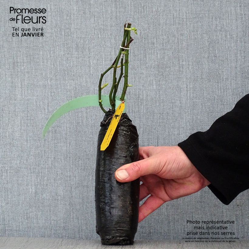 Example of Rosa polyantha Red Leonardo da Vinci Zolla a radice nuda as you get in hiver