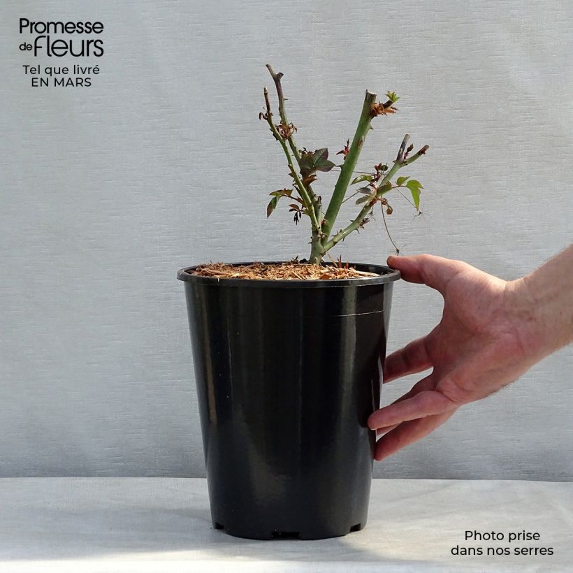 Example of Rosa polyantha Remembrance Vaso da 2L/3L as you get in printemps