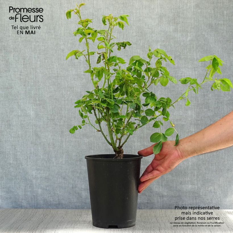 Example of Rosa Floribunda Rhapsody In Blue Vaso da 4L/5L as you get in printemps