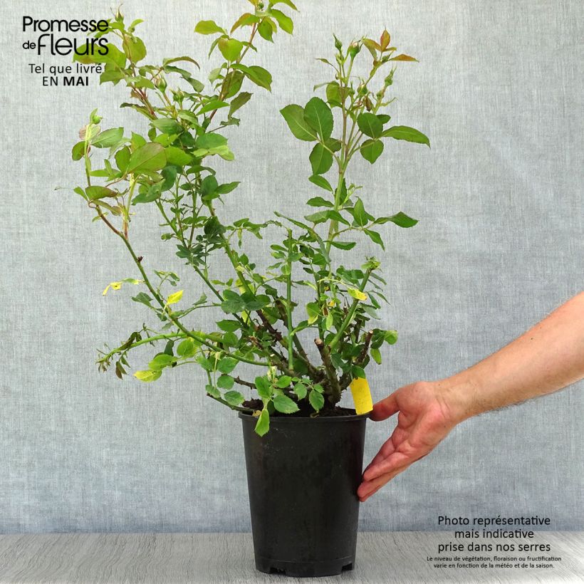Example of Rosa polyantha Scentimental Vaso da 4L/5L as you get in printemps