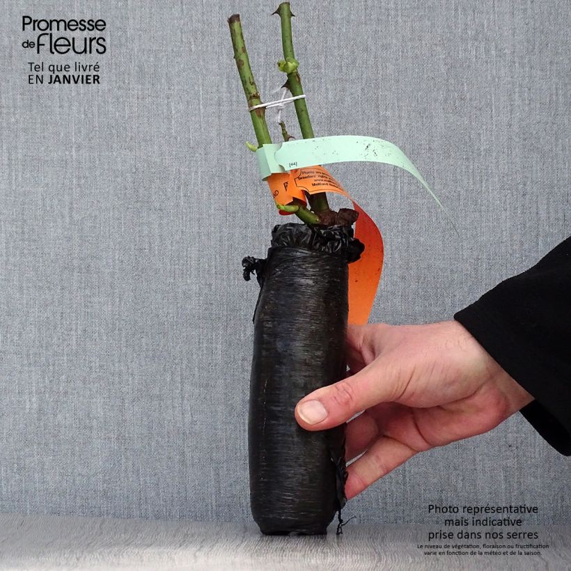 Rosa polyantha Schöne Koblenzerin Zolla a radice nuda esemplare consegnato in inverno