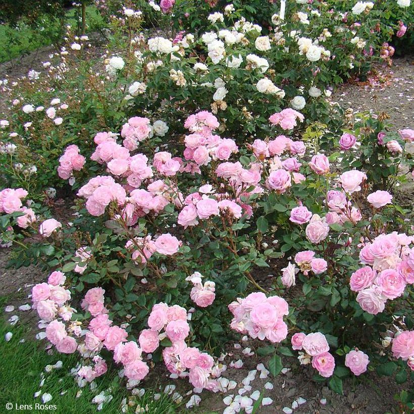 Rosa polyantha Sourire de Sylvie (Porto)