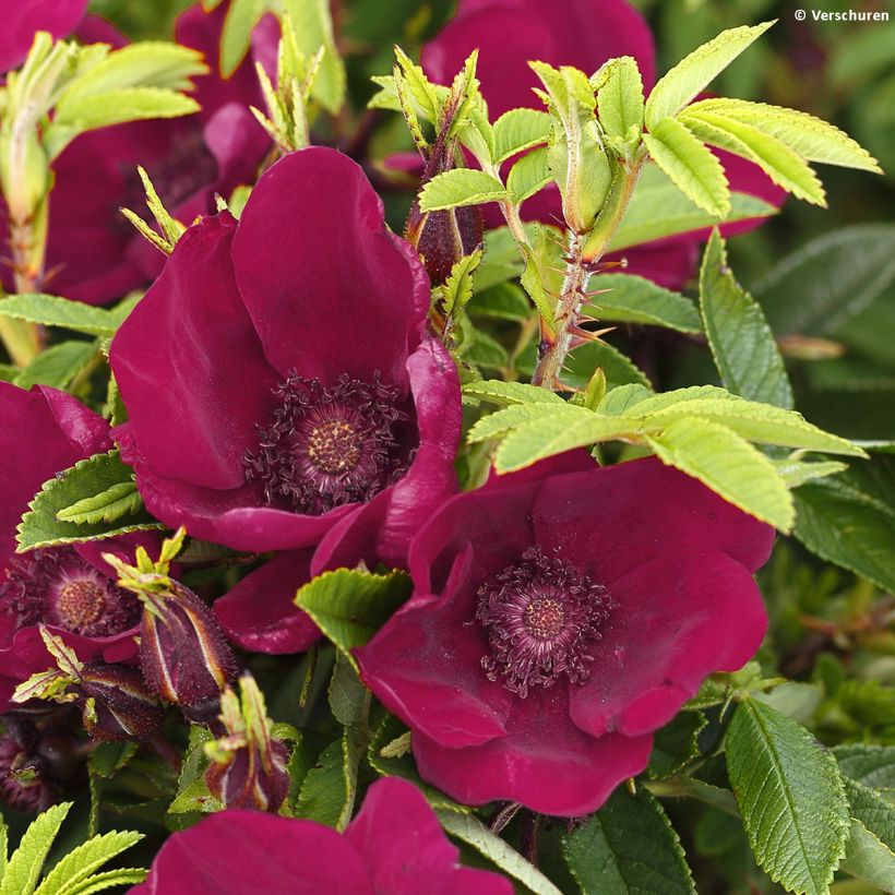 Rosa rugosa Strandperle (Flowering)
