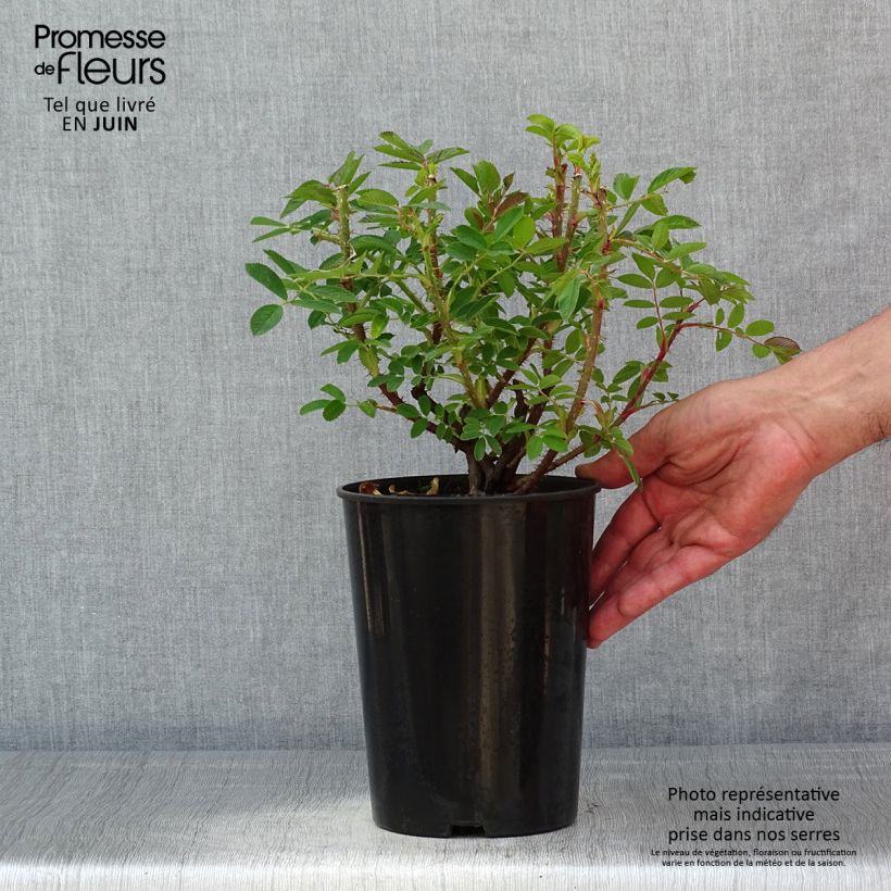 Example of Rosa rugosa Strandperle Vaso da 4L/5L as you get in printemps