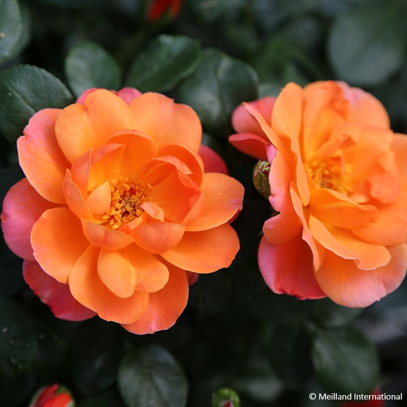 Rosa Sugar Candy Rose (Flowering)