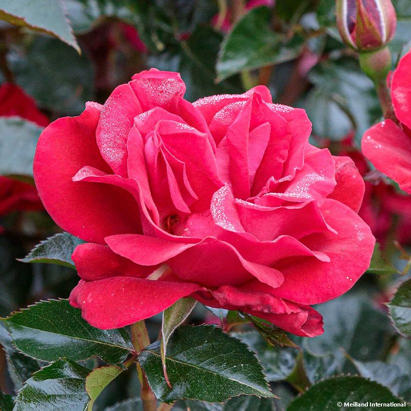 Rosa polyantha Summer Sangria 'Meizilena' (Flowering)