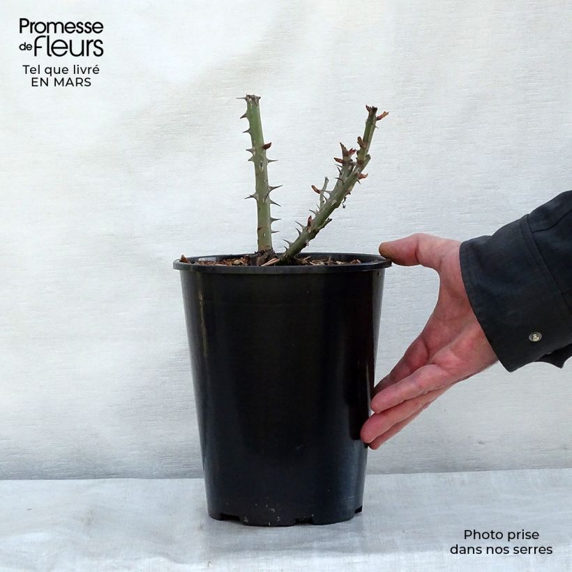 Rosa moderno Summer of Love Vaso da 2L/3L esemplare consegnato in primavera