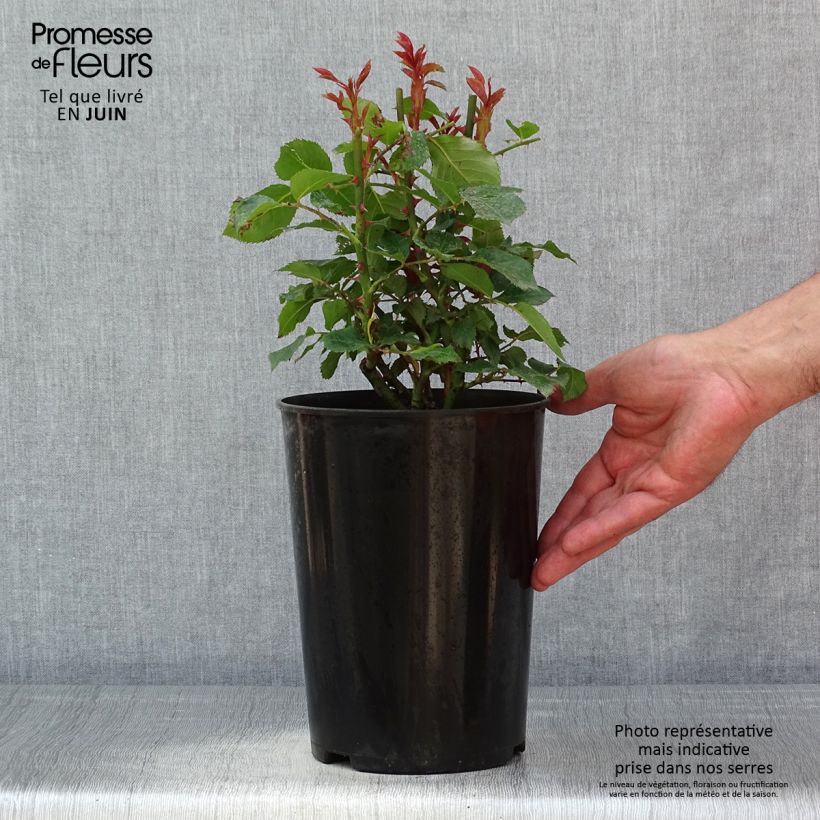 Rosa Floribunda Tobago Vaso da 4L/5L esemplare consegnato in primavera