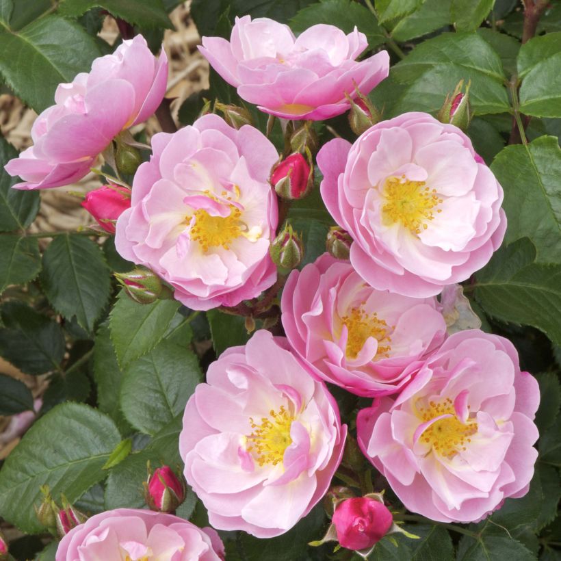 Rosa Floribunda Utopia (Flowering)