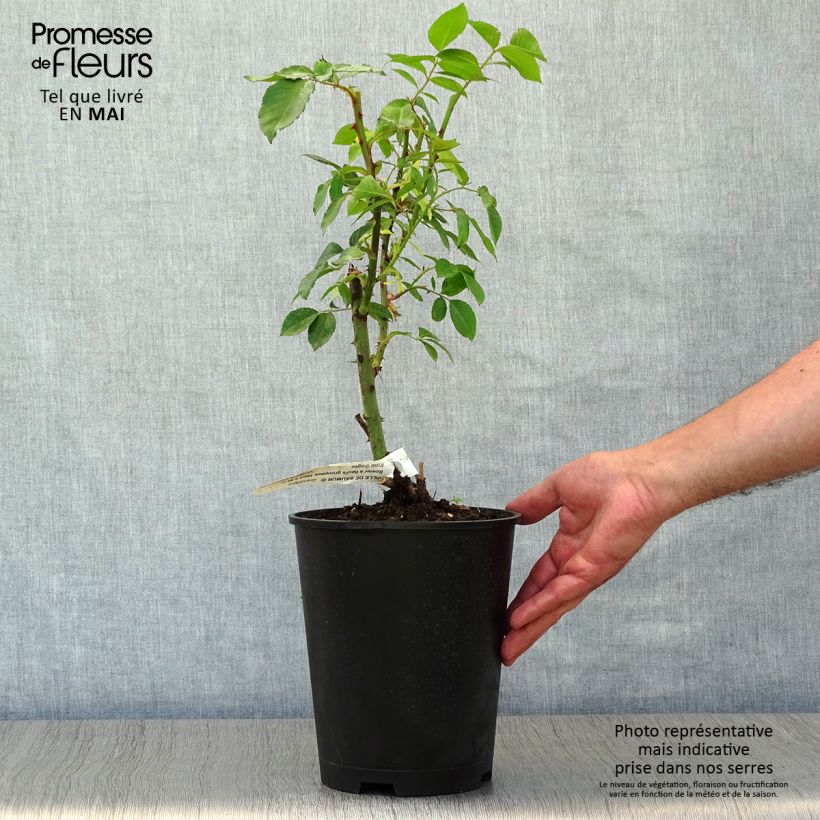 Rosa Floribunda Ville de Saumur Vaso da 4L/5L esemplare consegnato in primavera