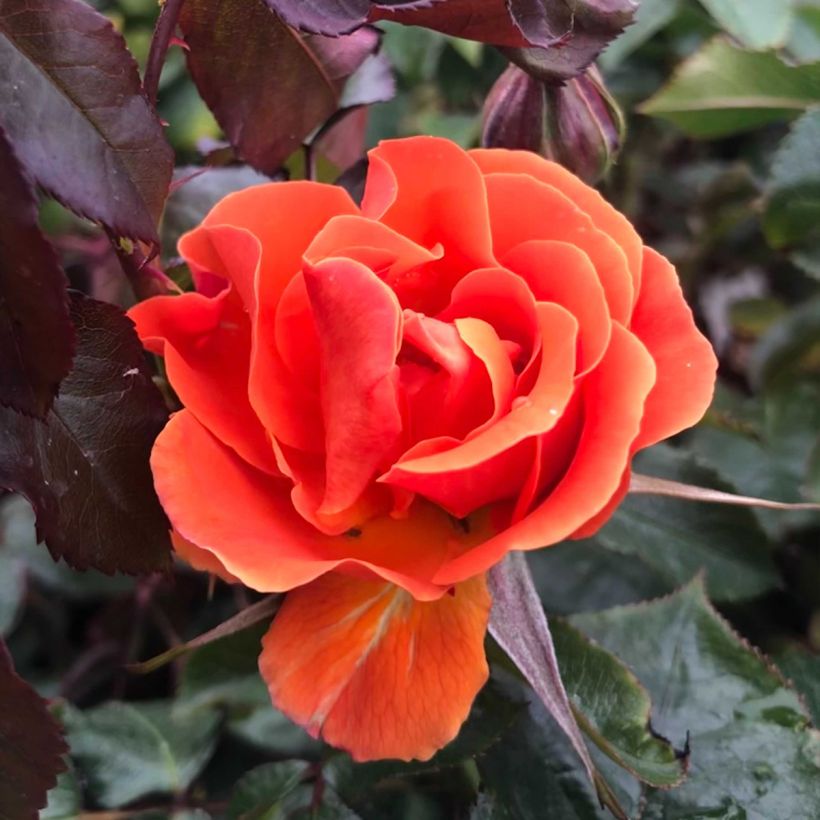 Rosa polyantha François Mauriac (Flowering)