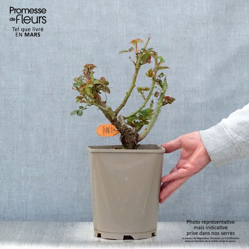 Example of Rosa Oriental Peace - Rose ibrida di tea Vaso da 4L/5L as you get in printemps