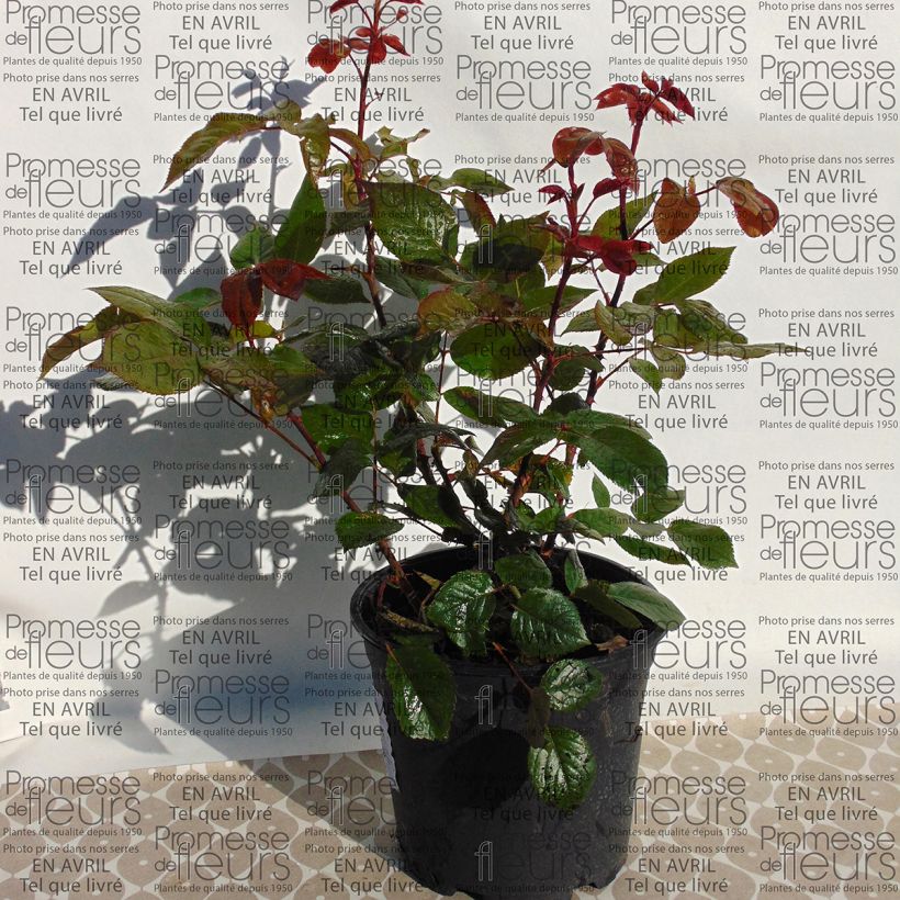 Esempio di esemplare Rosa Wedding Bells Vaso da 4L/5L come consegnato