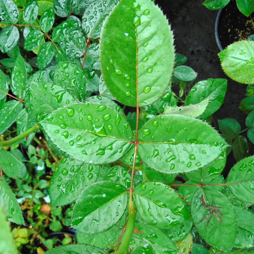 Rosa Abbaye de Cluny (Foliage)