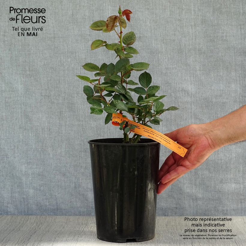 Example of Rosa Abbaye de Cluny Vaso da 4L/5L as you get in printemps