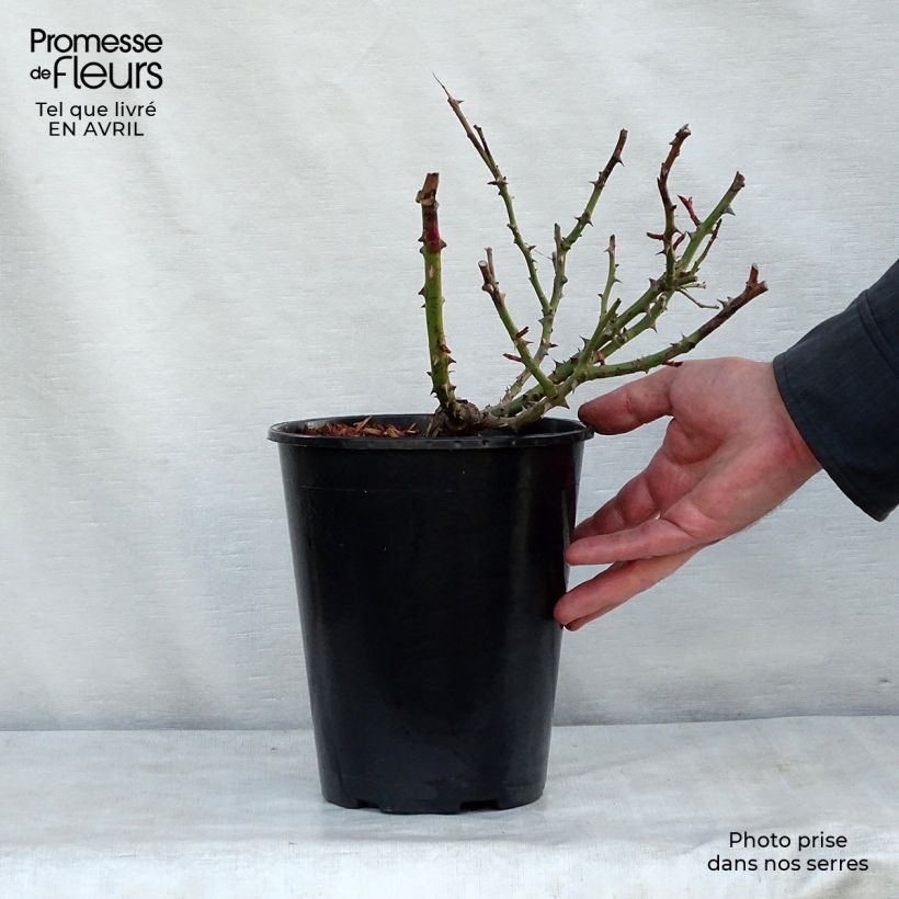 Example of Rosa persica Alissar Princess of Phoenicia Vaso da 4L/5L as you get in printemps