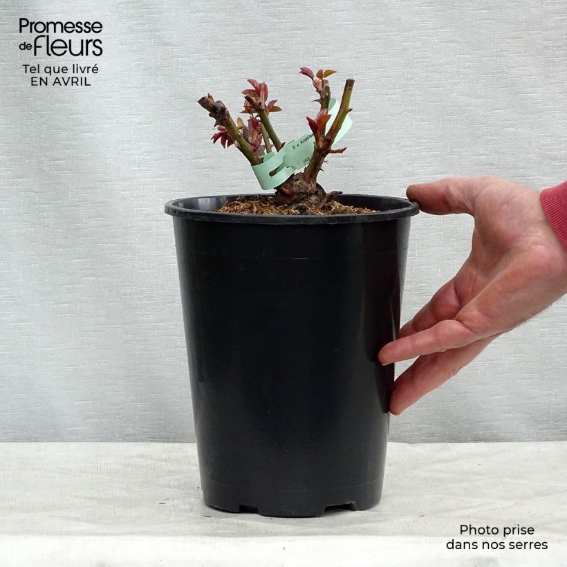 Rosa Anastasia - Rose ibrida di tea Vaso da 4L/5L esemplare consegnato in primavera