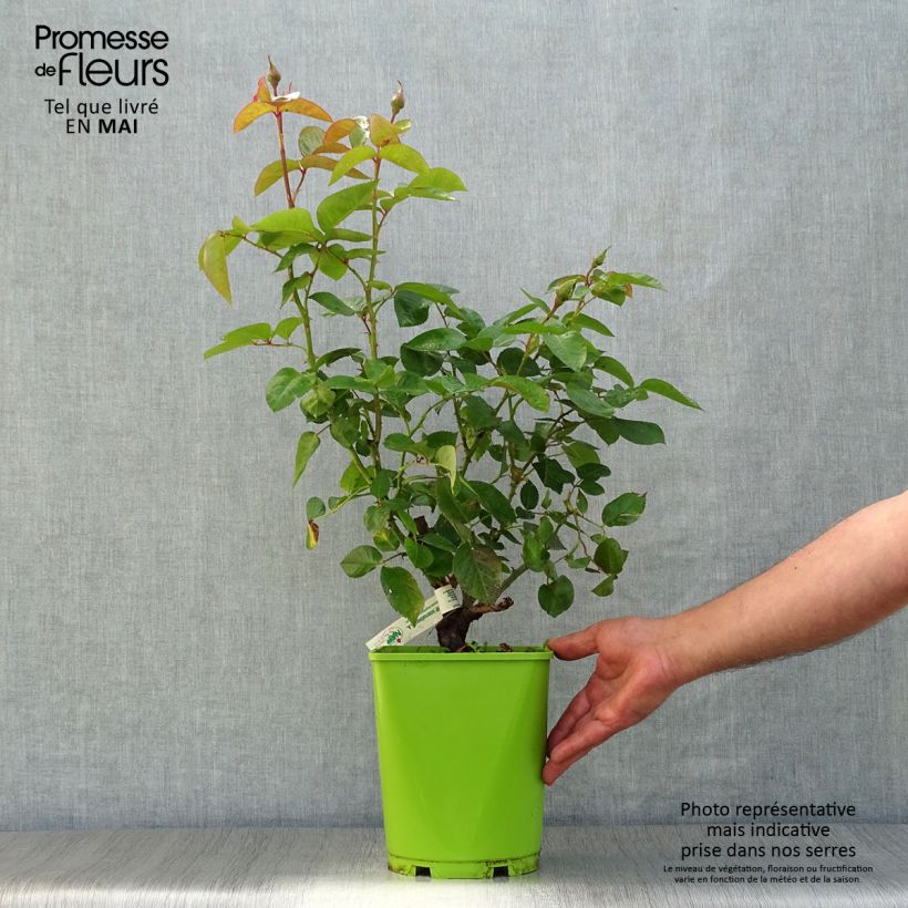 Rosa André Eve - Rose ibrida di tea Vaso da 4L/5L esemplare consegnato in primavera