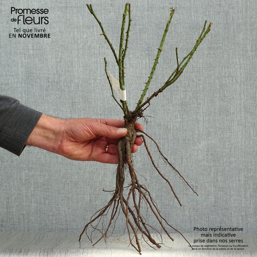 Esemplare di Rosa Annapurna Piante piccole a radice nuda come consegnato in autunno