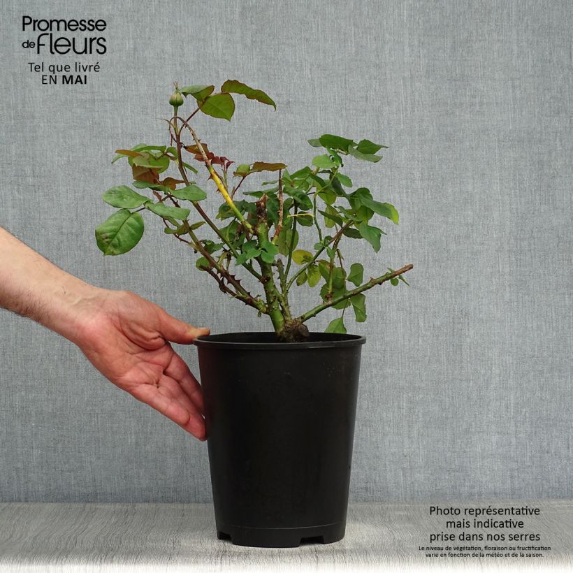 Rosa Astrid Gräfin von Hardenberg - Rose ibrida di tea Vaso da 4L/5L esemplare consegnato in primavera