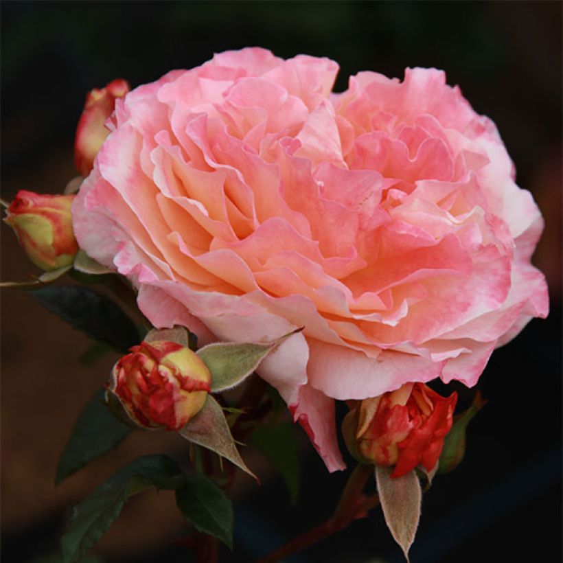 Rosa Augusta Luise - Rose ibrida di tea (Flowering)