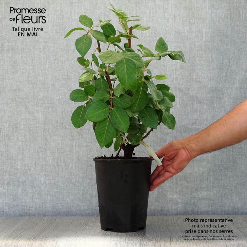 Example of Rosa Baie des Anges Vaso da 4L/5L as you get in printemps