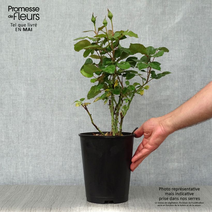 Example of Rosa Barbados Vaso da 4L/5L as you get in printemps