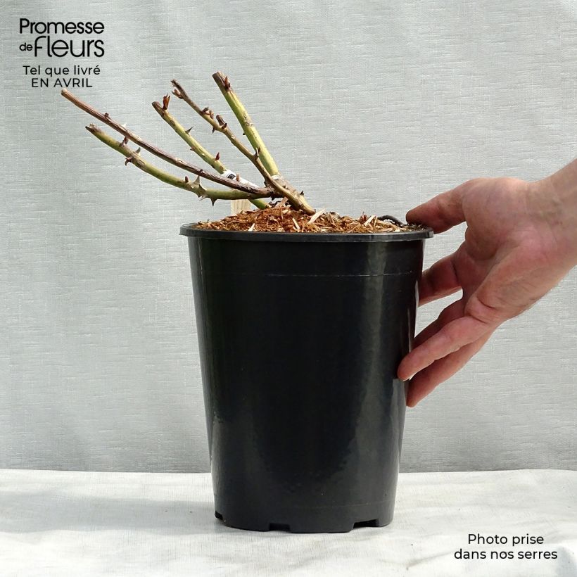 Example of Rosa Belle du Seigneur - Rose ibrida di tea Vaso da 4L/5L as you get in printemps