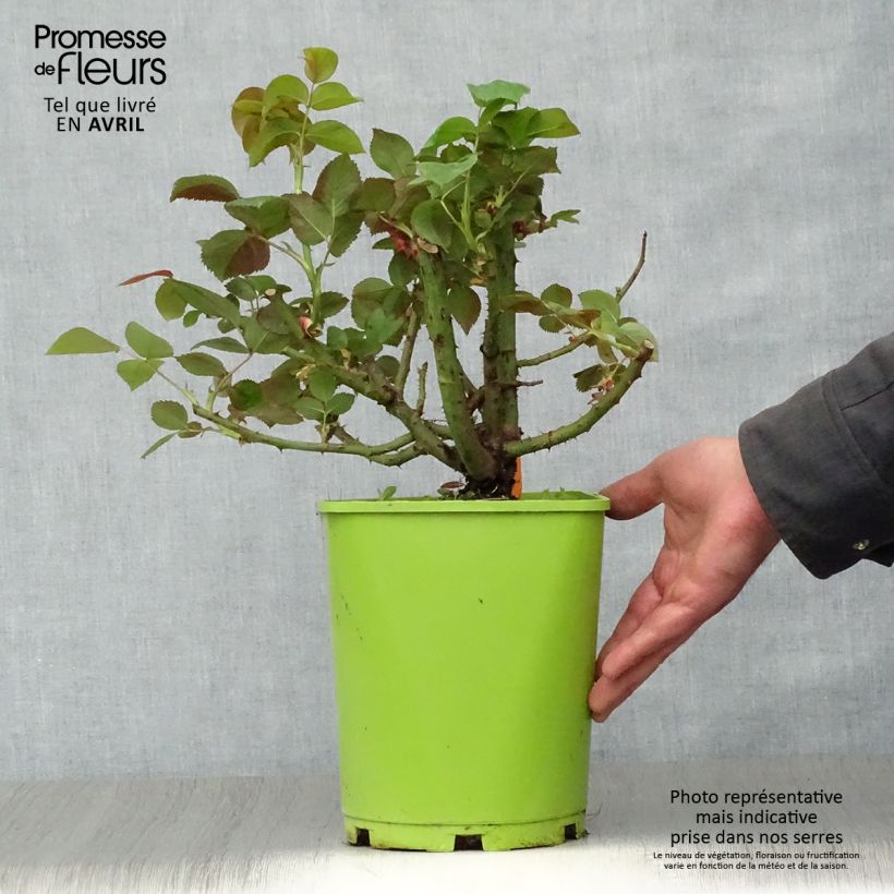 Example of Rosa Belles Rives Vaso da 4L/5L as you get in printemps