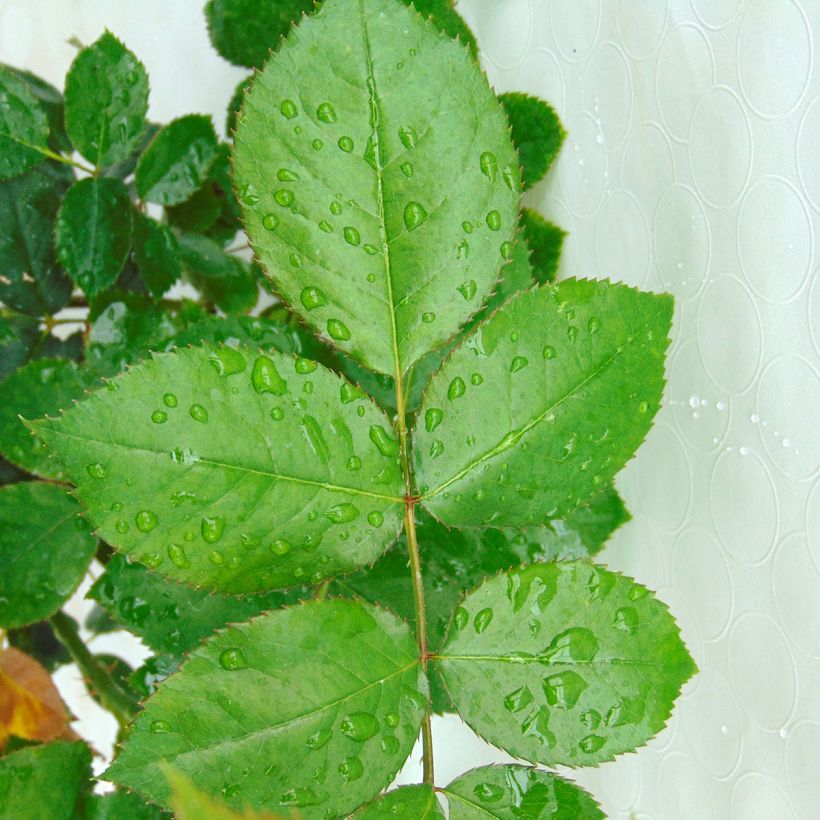 Rosa Biedermeier - Rose ibrida di tea (Fogliame)