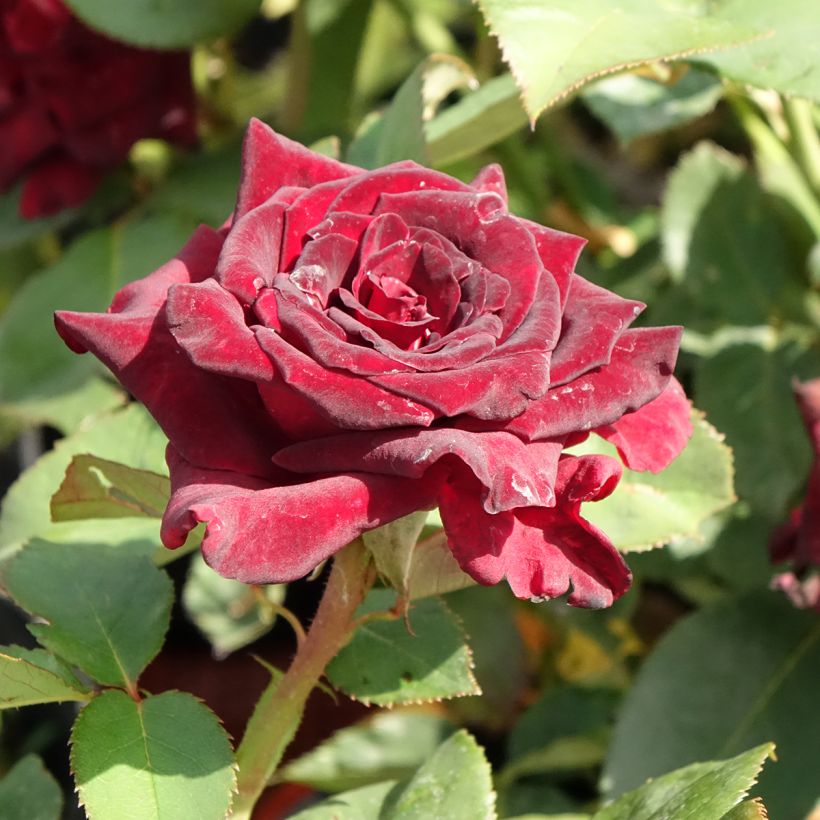 Rosa Black Baccara - Rose ibrida di tea (Fioritura)