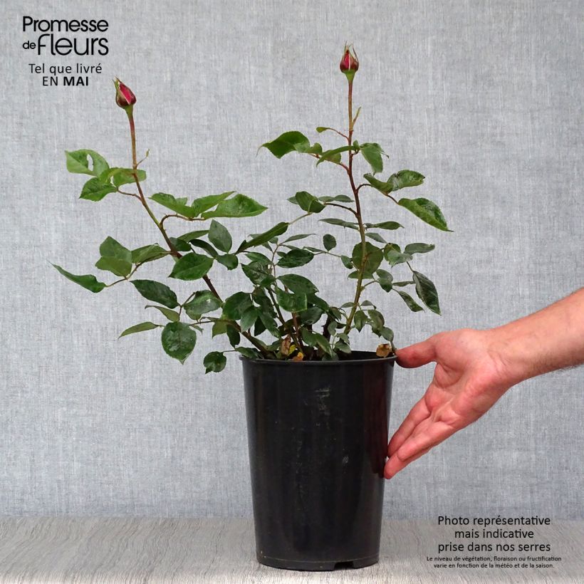 Example of Rosa Blue River - Rose ibrida di tea Vaso da 3L/4L as you get in printemps