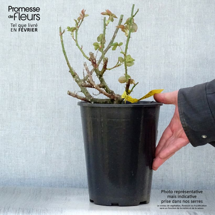 Rosa Boréale - Rose ibrida di tea Vaso da 4L/5L esemplare consegnato in inverno
