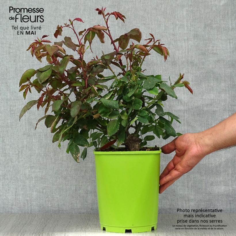 Example of Rosa Catherine Deneuve - Rose ibrida di tea Vaso da 4L/5L as you get in printemps