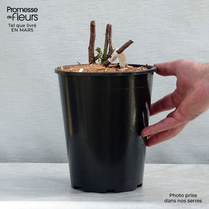 Example of Rosa Château de Cheverny - Rose ibrida di tea Vaso da 3L/4L as you get in printemps