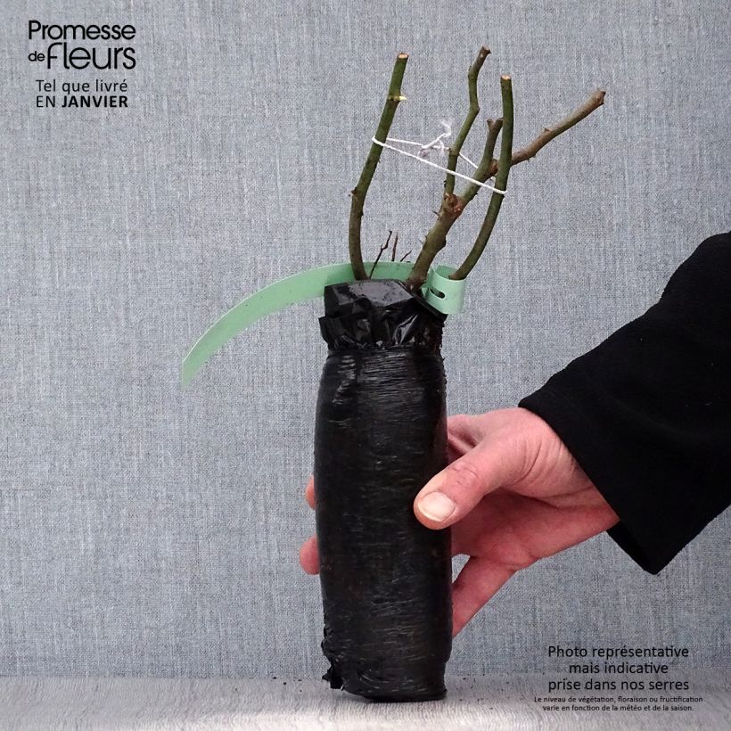 Example of Rosa Claude Monet - Rose ibrida di tea Zolla a radice nuda as you get in hiver