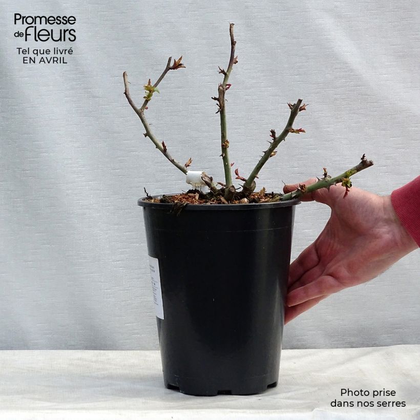 Example of Rosa Claude Monet - Rose ibrida di tea Vaso da 3L/4L as you get in printemps