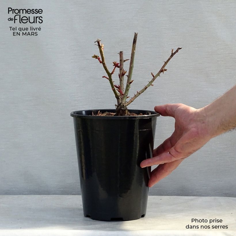 Example of Rosa Criterion Vaso da 4L/5L as you get in printemps