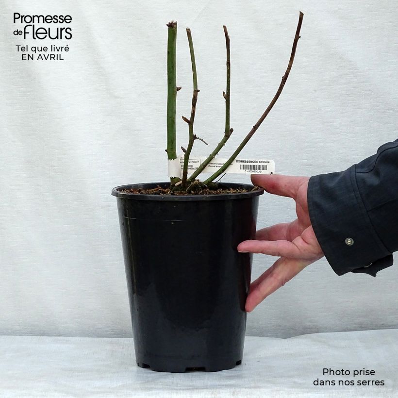 Example of Rosa Dioressence - Rose ibrida di tea Vaso da 4L/5L as you get in printemps