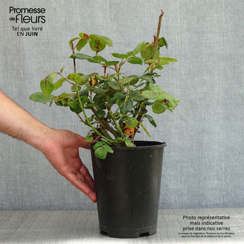 Rosa Elégance Française Meithatie Vaso da 4L/5L esemplare consegnato in primavera