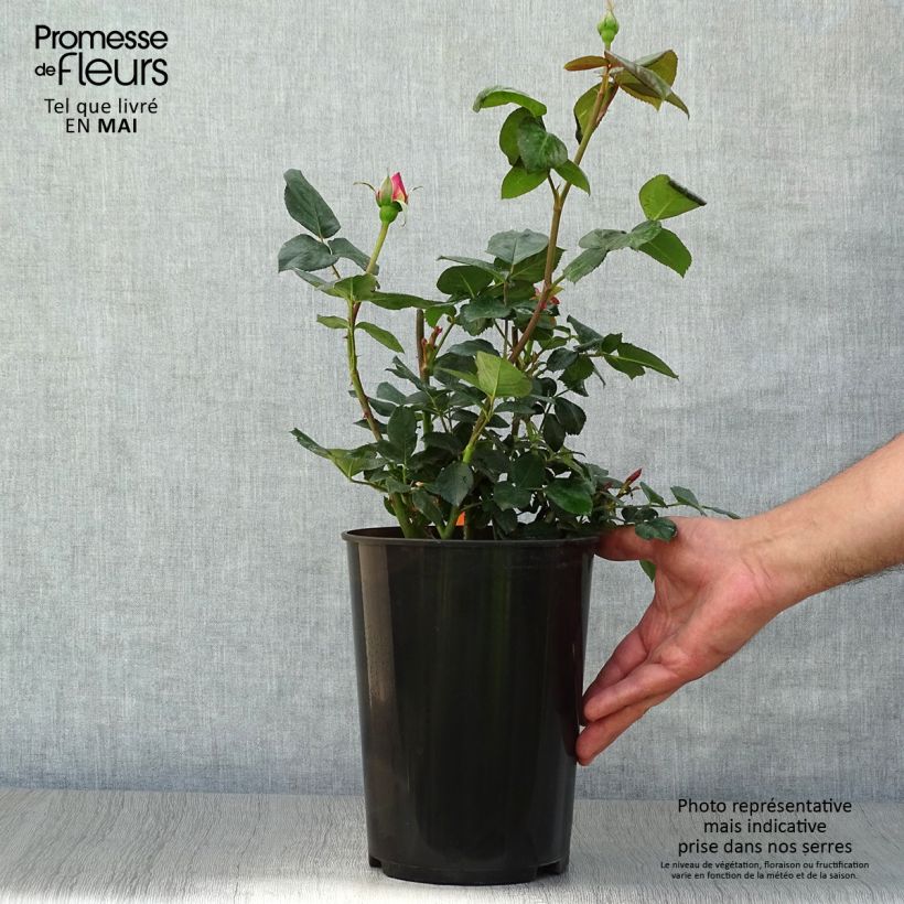 Rosa Elle - Rose ibrida di tea Vaso da 4L/5L esemplare consegnato in primavera