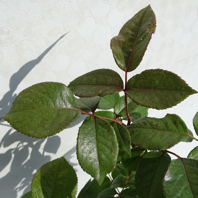 Rosa Fragonard - Rose ibrida di tea (Foliage)