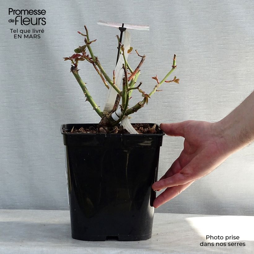 Rosa Gilles de Brissac Vaso da 4L/5L esemplare consegnato in inverno